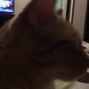 Meet your Posher, Lizbeth